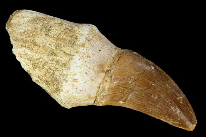 Partially Rooted Mosasaur (Prognathodon) Tooth - Morocco #116935